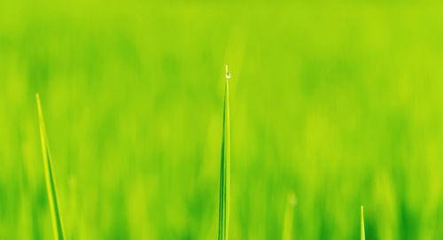 Close-up of water drops on grass