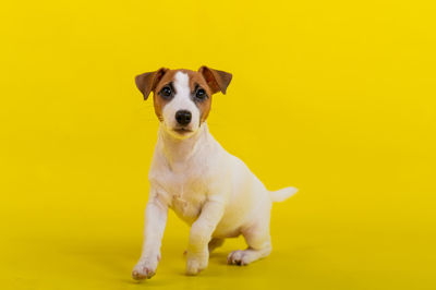 Close-up of dog against yellow background