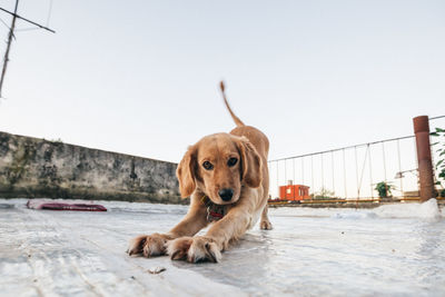 Portrait of dog looking at camera against clear sky