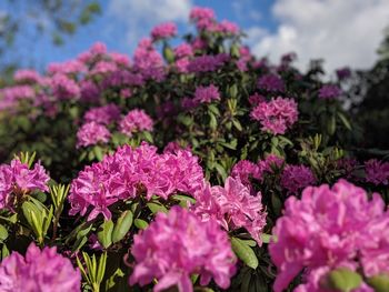 Close-up of pink flowering plants