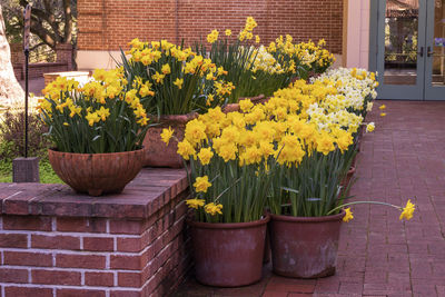 Potted plants in yard against brick wall