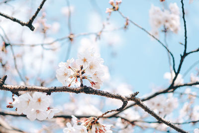 Close-up of cherry blossoms in spring