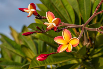 Close-up of orange flowering plant