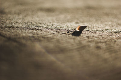 Close-up of cigarette smoking on wood