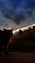 Silhouette cat against sky during sunset