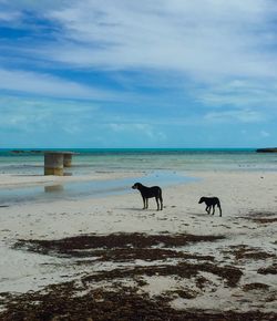 Horses on beach against sky