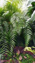 Close-up of palm trees