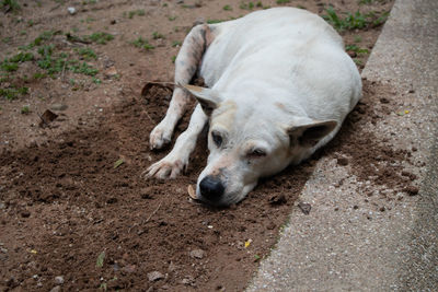 High angle view of dog lying on field