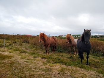 Horses in a field