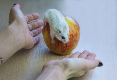 Close-up of hand holding apple on table