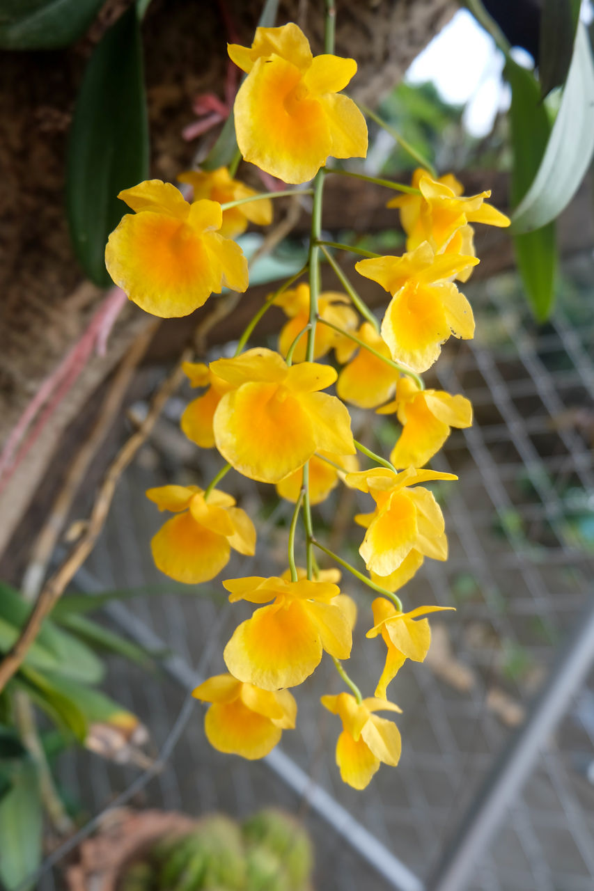 HIGH ANGLE VIEW OF YELLOW FLOWERING PLANTS