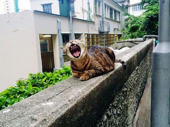 Cat looking at camera