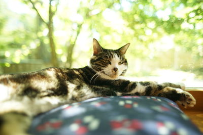 Portrait of brown tabby cat portrait in woody room