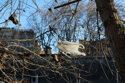 Low angle view of bird perching on bare tree