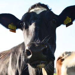 Close-up of cow against sky
