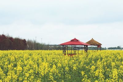 View of oilseed rape field against sky