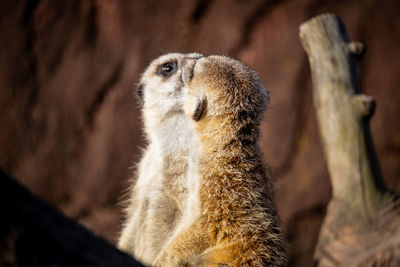 Kissing meerkat 