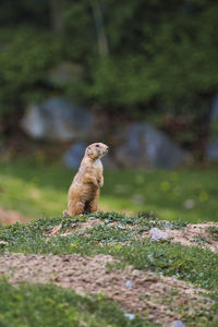  ground squirrel on a field