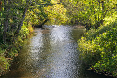 Stream flowing amidst trees in forest