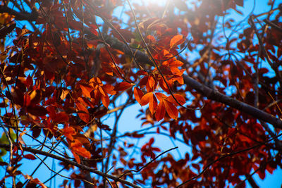 Low angle view of tree during autumn