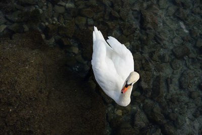 High angle view of swan swimming in lake