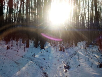 Sun shining through trees