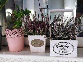 Close-up of potted plant on table