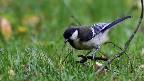 Close-up of great tit on field