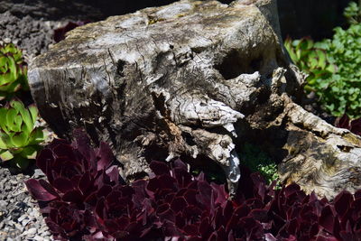 Close-up of lizard