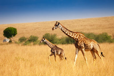 Giraffe walking on grassy field