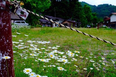 Plants growing on field