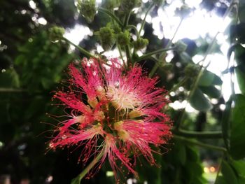 Close-up of pink flower in garden