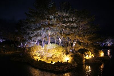 Reflection of trees in water