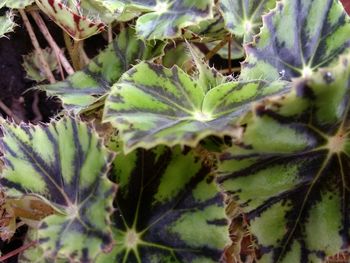 Close-up of spider on plant