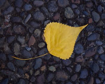 High angle view of yellow maple leaf on water