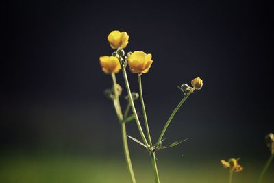 Close-up of yellow flowering plant