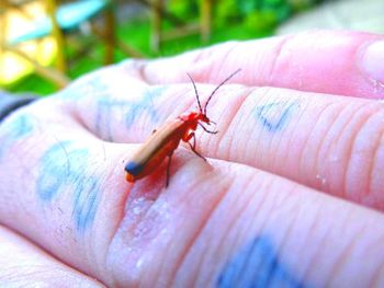 Close-up of an insect on hand