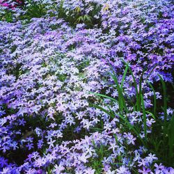 Full frame shot of purple flowers