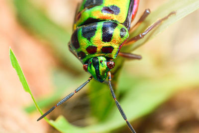 Close-up of insect