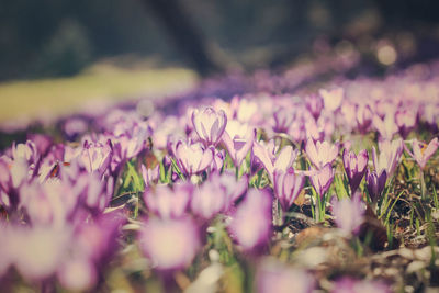 Close-up of purple flowers on field