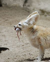 Side view of fox with mouse in mouth standing on ground