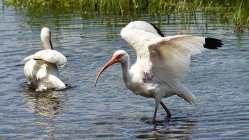 Close-up of swans in lake