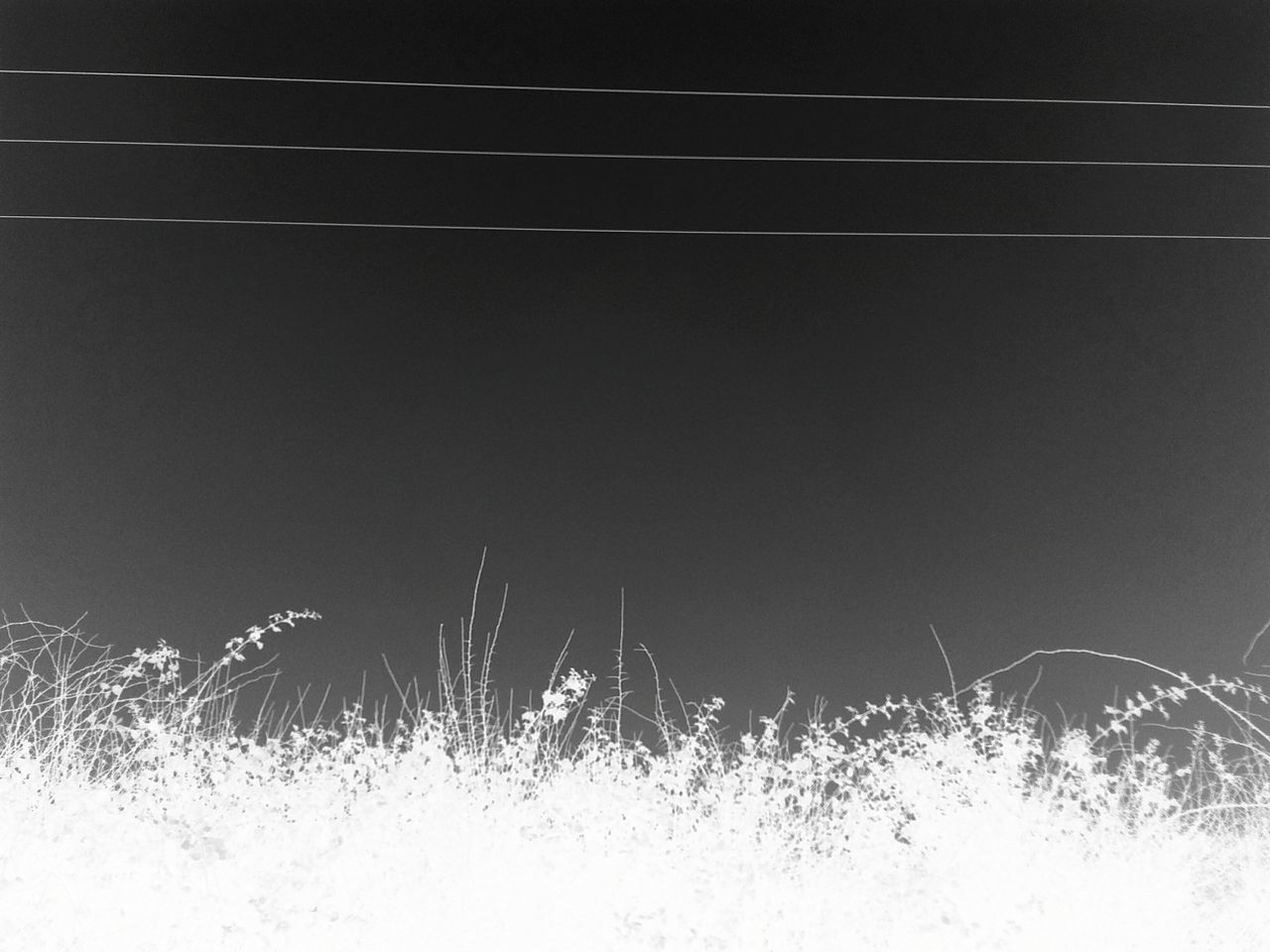 night, field, plant, nature, tree, outdoors, tranquility, growth, no people, bare tree, grass, copy space, sky, clear sky, power line, landscape, low angle view, tranquil scene, beauty in nature