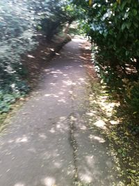 Shadow of trees on water