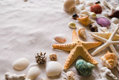 High angle view of shells on beach