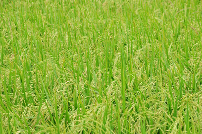 Full frame shot of fresh green field