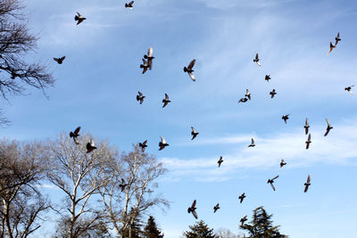 Low angle view of birds flying in sky