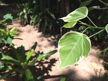 Close-up of plant growing on field