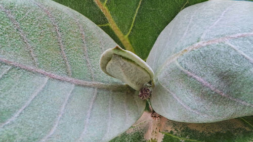 Close-up of insect on plant