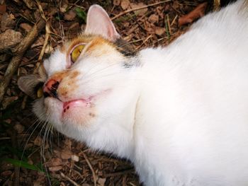 Close-up of cat sleeping on field